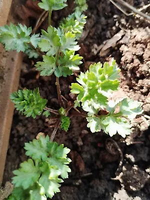 Lot Of 5 Live  Artemisia Vulgaris Mugwort Wormwood Herb Rooted Plant 艾草苗 • $8.99