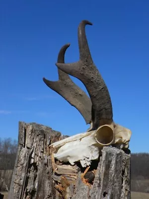 PRONGHORN ANTELOPE HORNS SKULL Antlers Whitetail Mule Mount Taxidermy Elk Rack • $115