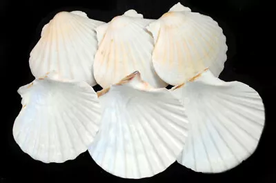 6 XL White Irish Baking Scallop Shells (4.5-5 ) Restaurant Quality Beach Dining • $14.49