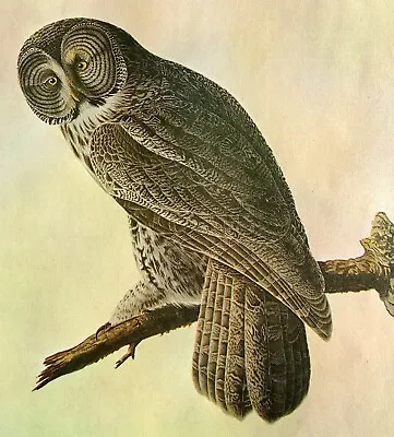 John James Audubon Birds Great Gray Owl Vintage Art Book Plate 34 • $14.99