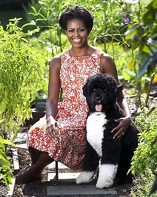 First Lady Michelle Obama With Family Dog  Bo  - 8x10 Photo (zy-731) • $8.87