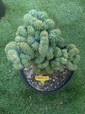 3-5 Gallon Crested Blue Candle Cactus-Myrtle Geometrizans Drought Tolerant. • $195