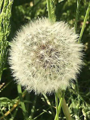 Job Lot - Dandelion Seeds  • £149