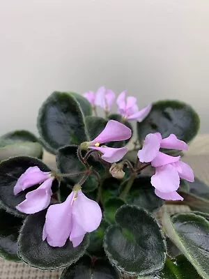 African Violet Plant  “Wesley’s Bubblegum Cloud” Miniature • $8.99