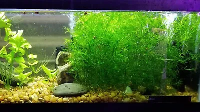 3 Stems Guppy Grass Indoor Grown Aquarium Plant Buy 2 Get 1 Free • $9.99