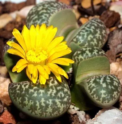 Lithops Naureeniae Rare Mesembs Exotic Succulent Living Stones Cactus 15 SEEDS • $8.99