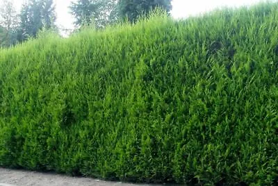 5x Large 2-3ft Green Leylandii Trees - Evergreen Hedging Plants - 2/3l Potted • £34.99