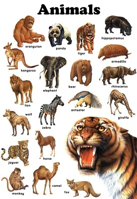 Animals Poster Tiger Lion Zebra Elephant Wall Art Kids Bedroom • $19.95