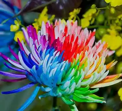 Rainbow Chrysanthemum Seeds Rare Unusual Stunning Garden Plant • £4.45