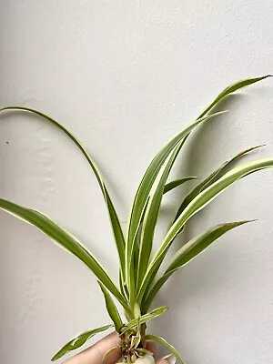 Indoor Gardening Plant Set Of 3 Small Spider Plants (Chlorophytum) Easy To Root • $8.50
