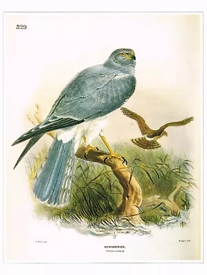 £4.99 • Buy Hen Harrier Bird Print Old Picture Joseph Wolf Vintage CNHPBOP#61