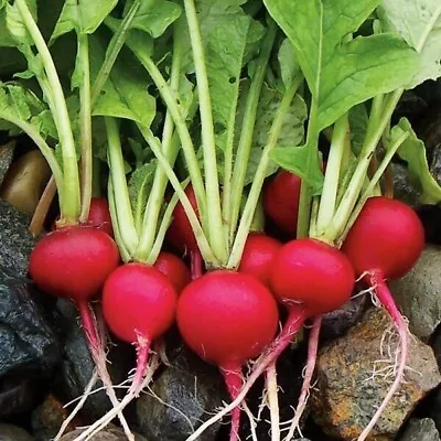 RADISH Cherry Belle X 750 Seeds Fast Growing Vegetable NEXT DAY DISPATCH • £1.99