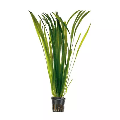 6 (six) X Pots Of Vallisneria Spiralis «Red» (Red Spiral Tape Grass) • £32.88