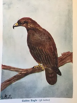 £3.99 • Buy Antique Print Dated C1930's Golden Eagle Bird Print Birds Wildlife Art