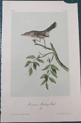 Mountain Mocking Bird Audubon 2nd Edition 1850's Hand Colored  Litho J.t.bowen • $69.95