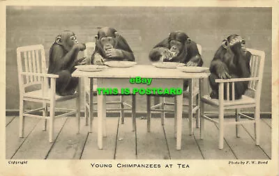 R616278 Young Chimpanzees At Tea. F. W. Bond. Zoological Society Of London. 1938 • £7.99