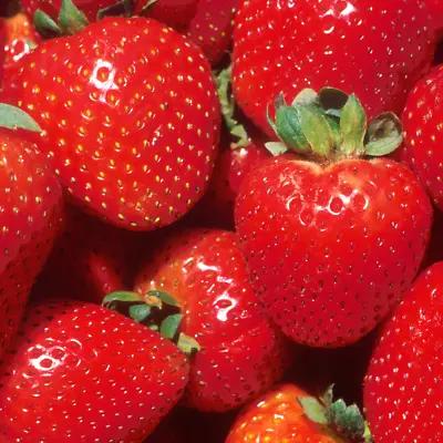 Strawberry 'Marshmello' Fast Growing Bare Root Garden Bush Fruit Plants • £7.99