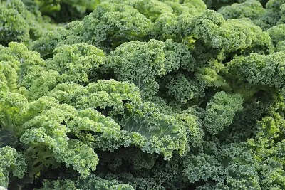 Kale Seeds Dwarf Green Curled - Ideal For Smaller Gardens / Containers • £1.55