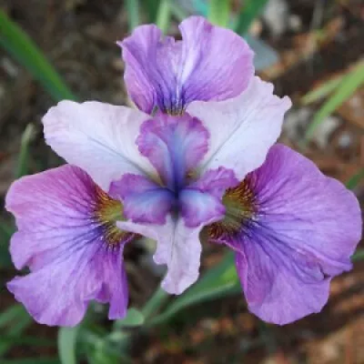 £4.99 • Buy  Siberian Iris - Hardy Perennial - Light Of Heart 1 X Bareroot