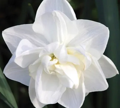 (5) Obdam Double White Flowering Daffodil Bulbs Please Check Our Other Bulbs • $9.95