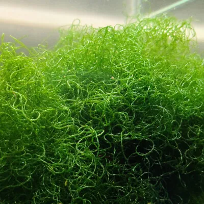 1 X GOLF BALL Chaetomorpha Cheato Marine Refugium Sump Macro Algae Nitrate #3 • £8.99