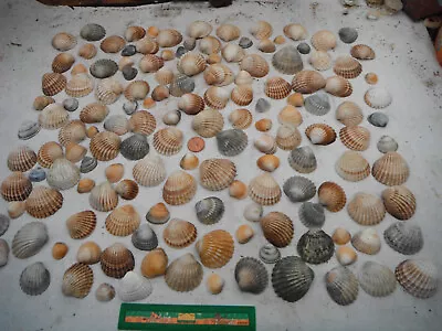 Job Lot Of Over 150 North Wales Mixed Sized Cockle Shellscraftingweddingprops • £6.99