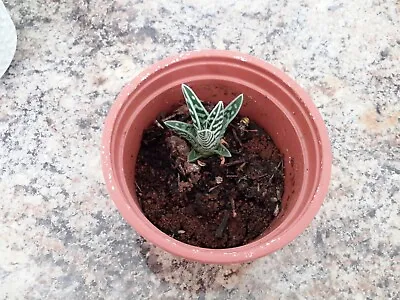 Aloe Vera House Plant Indoor Medicinal Succulent - 2 Inches High- Plant • £5.99
