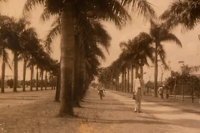 Avenue Of Palms Manila Landscape Photo Original 1927 Photograph • $7.77