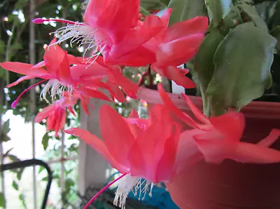 6 X  Mix Schlumbergera Zygocactus Cuttings 1 Each Of Named Varieties As Shown. • $18.50