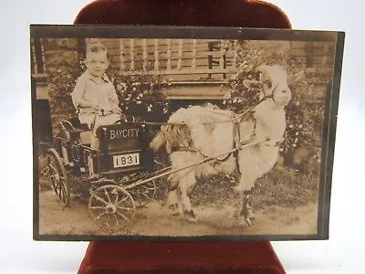 Bay City Photograph 1931 Boy In Cart With Goat  • $10