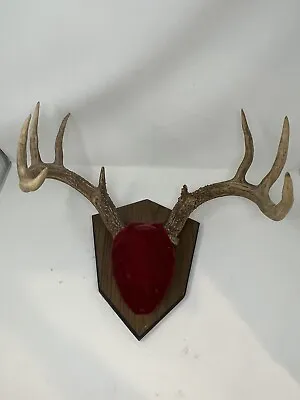 Whitetail 9 Point Antler Horn Deer Mount Taxidermy Rack On Wood Plaque Man Cave • $129.99
