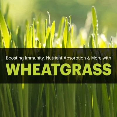 $10.99 • Buy Wheat Grass Capsules 100% All Natural Superfood