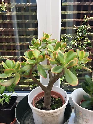 £7.49 • Buy Jade Plant Crassula Ovata Succulent Money Tree Good Luck indoor Plant 發財樹　