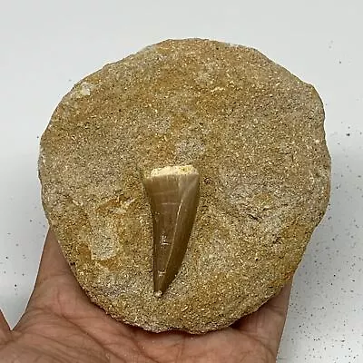 216.5g3.7 X3.6 X1.1  Original Genuine Fossil Mosasaur Tooth On Matrix F1397 • $22.50