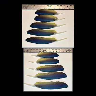 10 Blue & Gold Macaw Wing Feathers (Between 8.75  To 10.5  In Length)  • $67