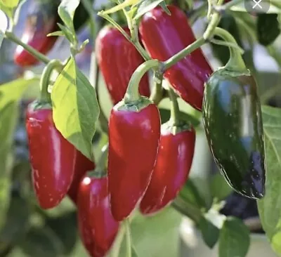 20 Jalapeño Chilli Seeds • £0.99