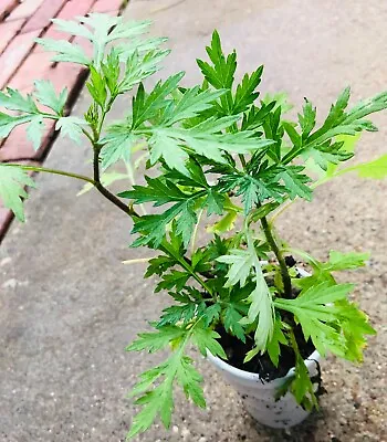 4-5PCS ORGANIC  Artemisia Absinthum WORMWOOD LIVE PLANT Medicinal Ajenjo 6 -10  • $9.99