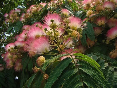 Mimosa Silk Tree Albizia Julibrissin Seeds (Fast Hardy Fragrant) • $2.30