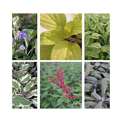 6 Sage Starter Plants Collection *3 Different Sage Varieties*Grow Your Own. Herb • £12.99