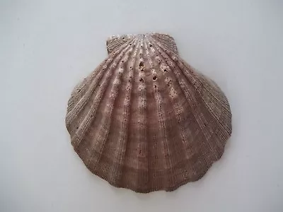 $10.99 • Buy Large Lions Paw Scallop Shell 5  Seashell Beach 