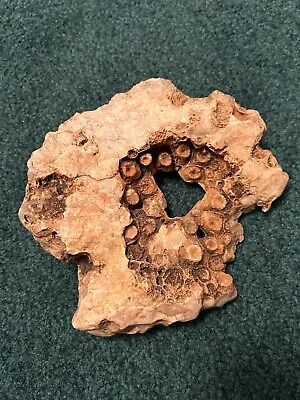 Ancient Sea Life Fossilized Coral Specimen 26.5 Oz / 759 Grams • $8.95