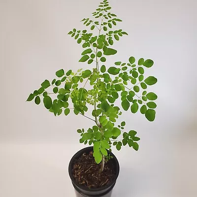 2-3ft Grown Moringa Oleifera Potted Tree 6 Months Old Nutritious Edible Leaves • $74.75