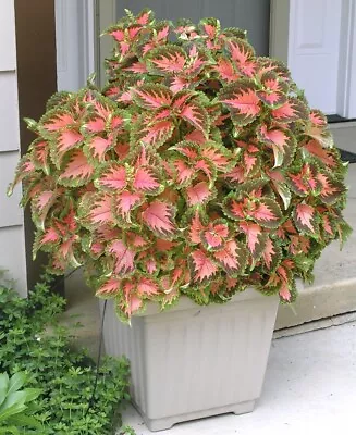 Coleus Hybridus - Wizard Colour Mix - 10 Seeds • £1.50