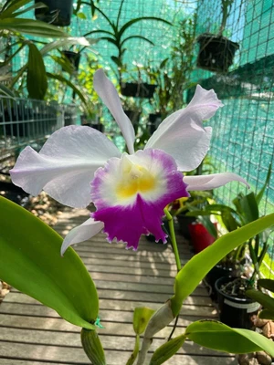 $35 • Buy Cattleya Orchid