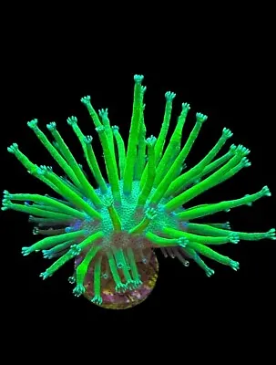 Live Coral Leather Japanese Toxic Green Willow 3/4”+ Crown • $50