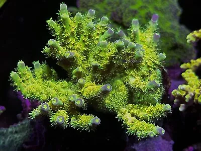 MPC Walt Disney Acro Cut To Order 1”  Live Coral Zoa Acan LPS SPS Frag • $80