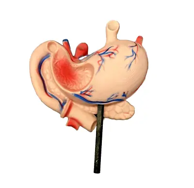 Human Stomach On A Stick Vintage Anatomical Model Veins Arteries Duodenum • $29.99