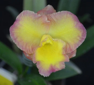 $30 • Buy OoN Cattleya Orchid Pot. Rosella Spirit 'Magic' 100mmPot