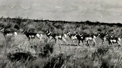 $7.50 • Buy C1940s Pronghorn Antelope At Frenchglen Oregon Vintage Real Photo Postcard 