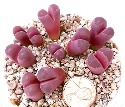 Mesembs Plant--Lithops Optica 'Rubra'--Selected Clone! ONE PLANT FROM GROUP! • $6.50